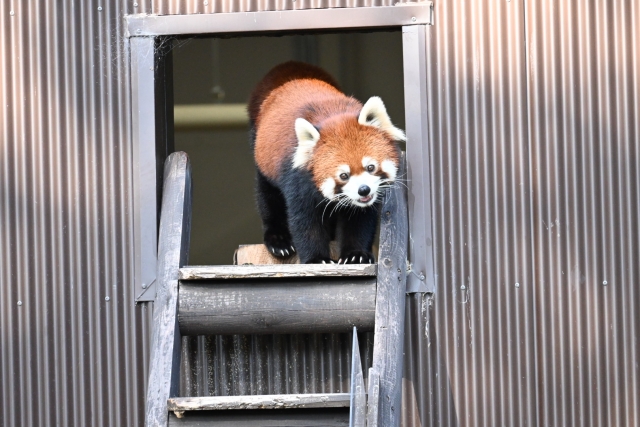 レッサーパンダ