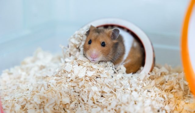 2ちゃんで人気のフォルスクラブは多彩なコンテンツが有名です